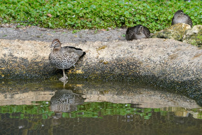 View of bird perching on rock by lake