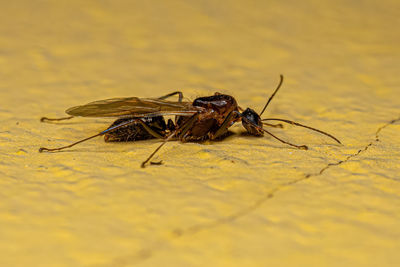 Close-up of insect