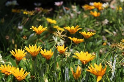 Close-up of yellow flowering plants on field