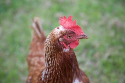 Close-up of rooster