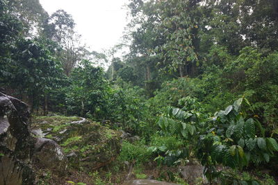 Plants and trees in forest