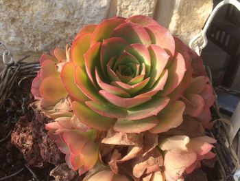 Close-up of succulent plant