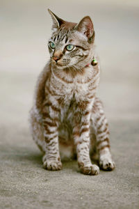 Portrait of tabby cat