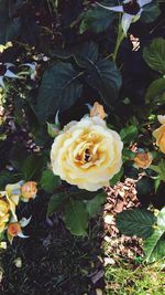 High angle view of roses blooming outdoors