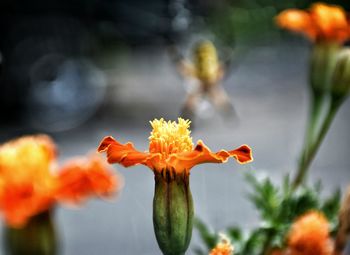 Close-up of yellow flowers