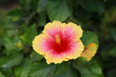 Close-up of pink flower blooming outdoors