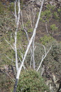 Full frame shot of trees in forest