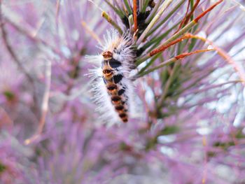 Close-up of caterpillar on plant