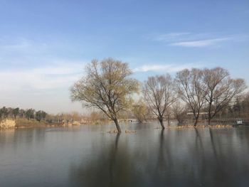 Bare trees by lake