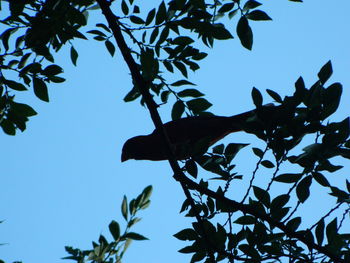 Low angle view of trees against clear sky
