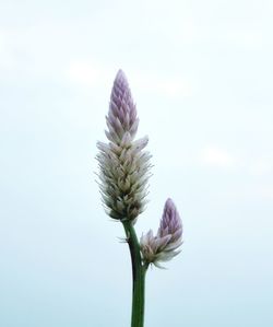 Close-up of fresh purple flower blooming against sky