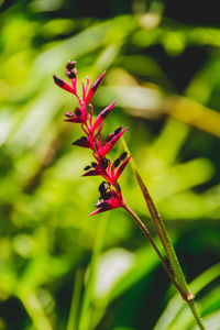 Close-up of red flowering plant