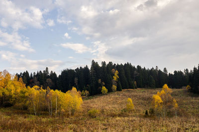 Trees on field against sky during autumn