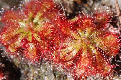 Close-up view of sundew