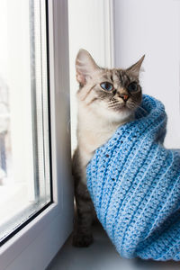 Close-up of cat looking through window at home