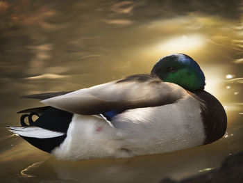 High angle view of duck swimming in lake