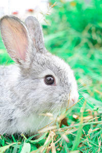 Close-up of a rabbit on field
