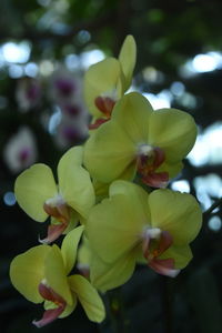 Close-up of plant against blurred background