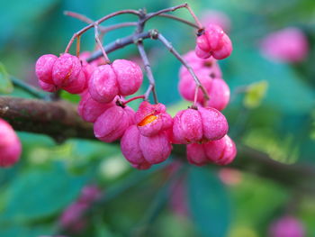 Beautiful pink autumn berries on a branch of the spindle tree, euonymus europaea, in a wood
