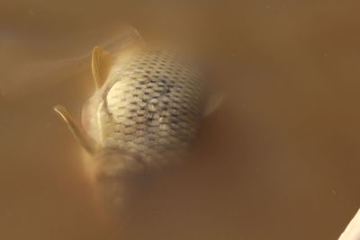 High angle view of turtle in sea