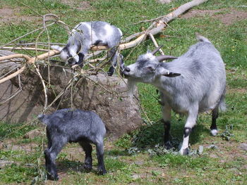 Sheep on field