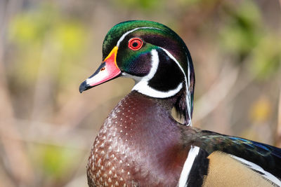 Colorful portrait of a male wood duck