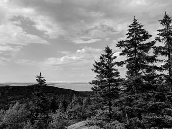 Pine trees in forest against sky