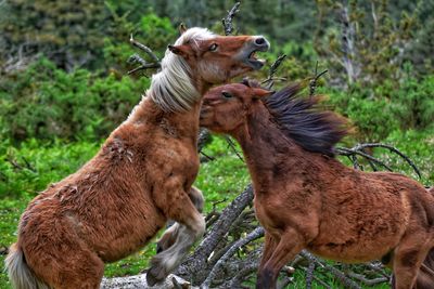 animal themes