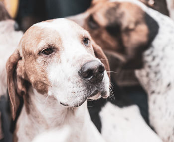 Close-up of dog looking away outdoors