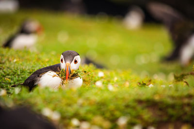 puffin with a