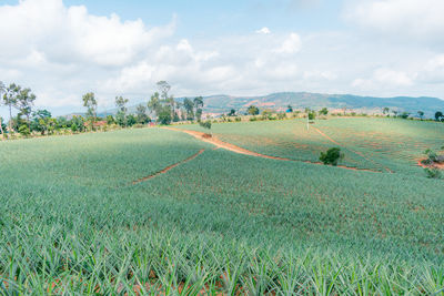 Scenic view of field against sky