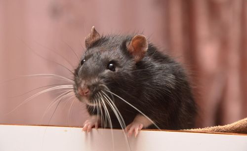 Close-up of an animal looking away