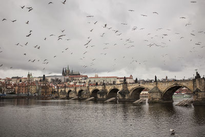 Flock of birds flying over river