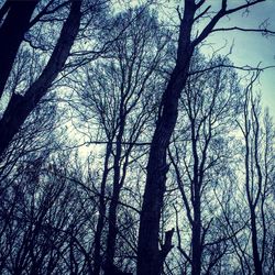 Low angle view of bare trees against sky