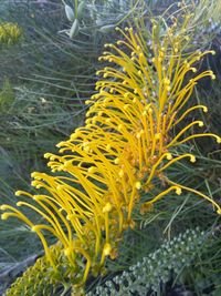 Close-up of yellow plant