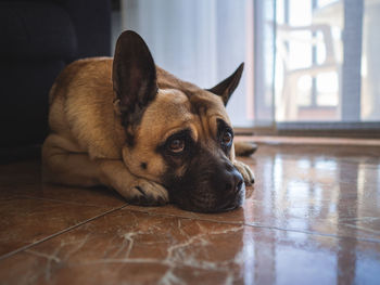 Close-up portrait of a dog resting on tiled floor