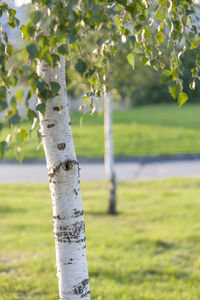 Tree trunk on field