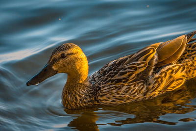 Close-up of mallard duck swimming in lake