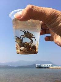 Close-up of hand holding crab by sea against sky