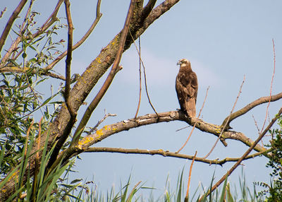 Low angle view of eagle perching on tree