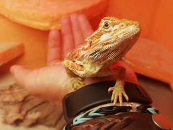 Close-up of hand holding lizard