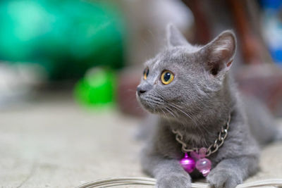 Close-up of a cat looking away