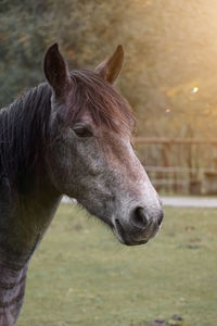 Close-up of horse standing on field