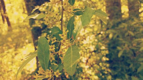 Close-up of plant