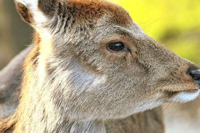 Close-up of deer