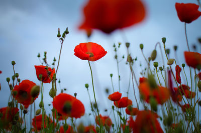 Close-up of red poppy flowers blooming against sky