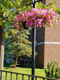 Close-up of plants against trees