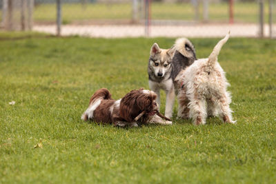 Dogs on grassy field