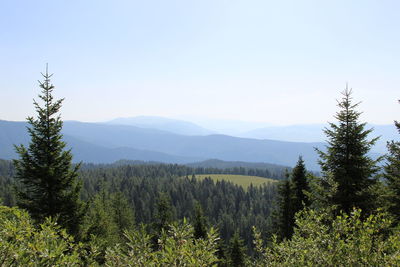 Scenic view of pine trees against sky