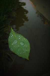 Leaves in pond at night